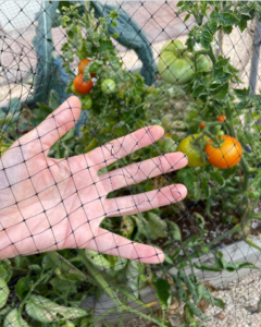 Best Tomato Garden Ideas Diy Hacks Tips For Beginners Punkmed