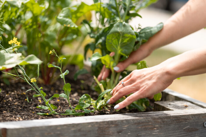 close-up-of-hands-pulling-plant-from-garden