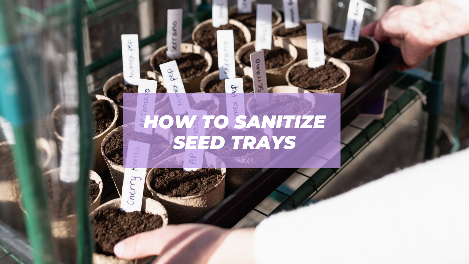 how to sanitize greenhouse pots