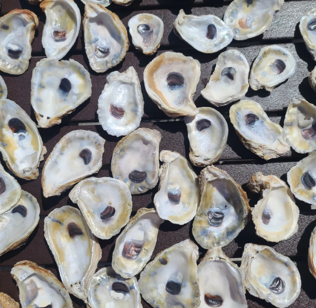 gardening gifts for men - oyster shells for soil