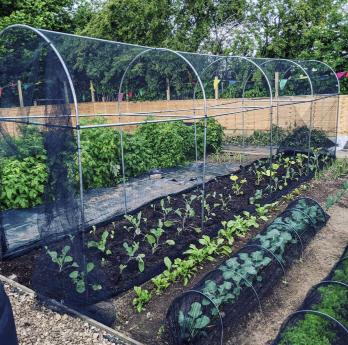 21+ Excellent Vegetable Garden Ideas - Punkmed