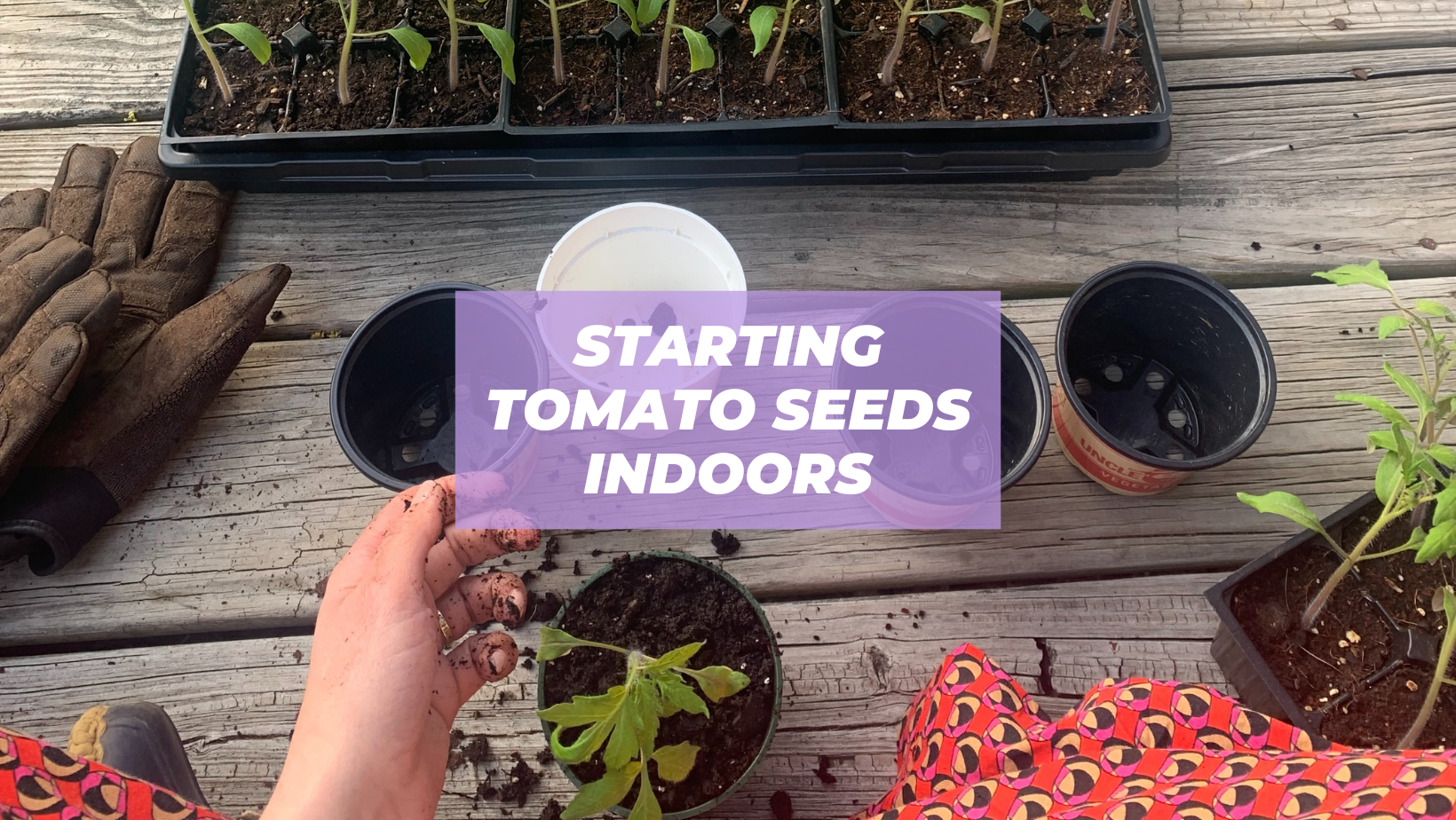 how to start tomato seeds indoors