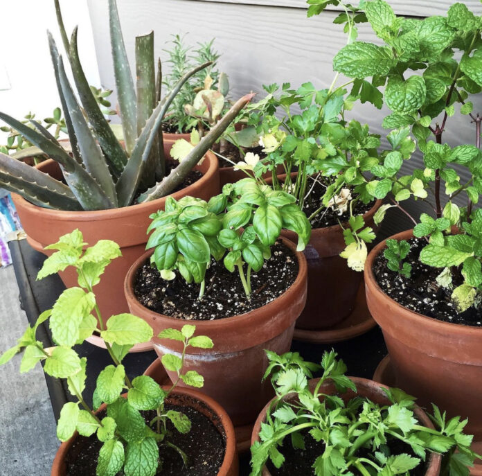 16+ Small Vegetable Garden Ideas for Apartments & Small Backyards - PunkMed