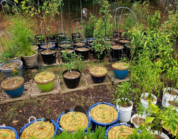 Small Vegetable Garden Ideas 