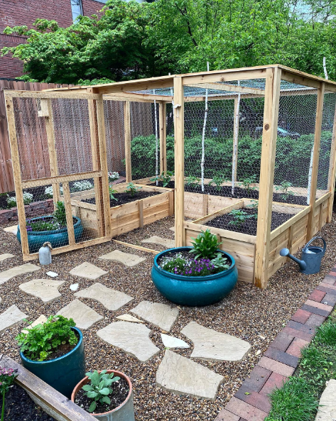 beautiful tomato garden