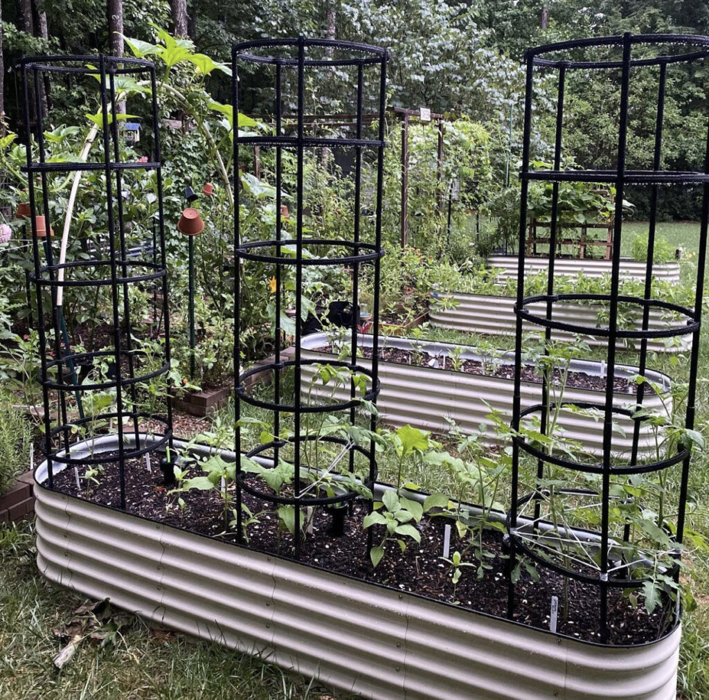 Tomato Garden Ideas 