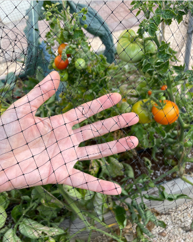 Tomato Garden Ideas 