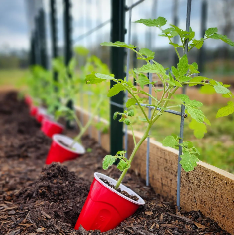 Tomato Garden Ideas 