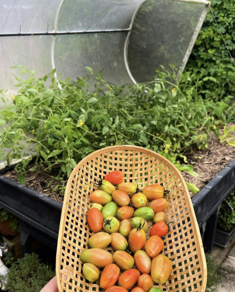 Tomato Garden Ideas 