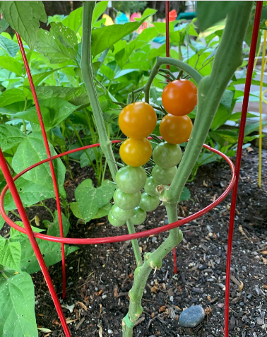 Tomato Garden Ideas 