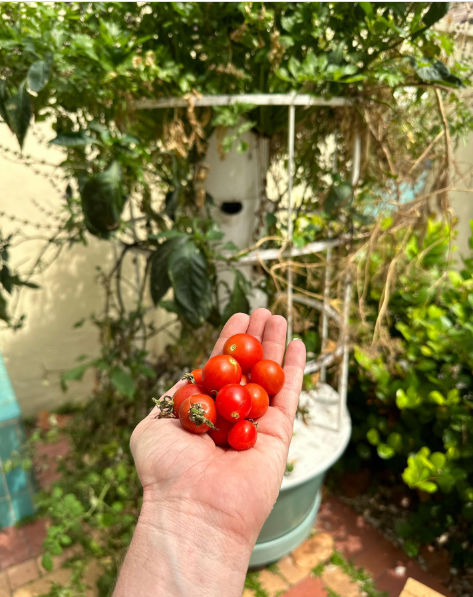 Tomato Garden Ideas 