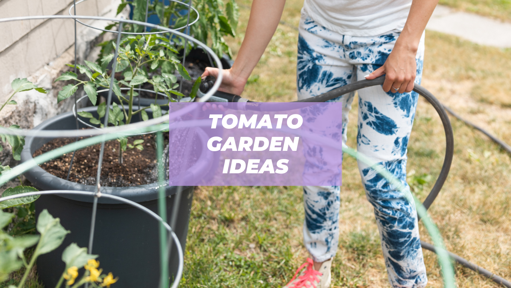 tomato plant support ideas