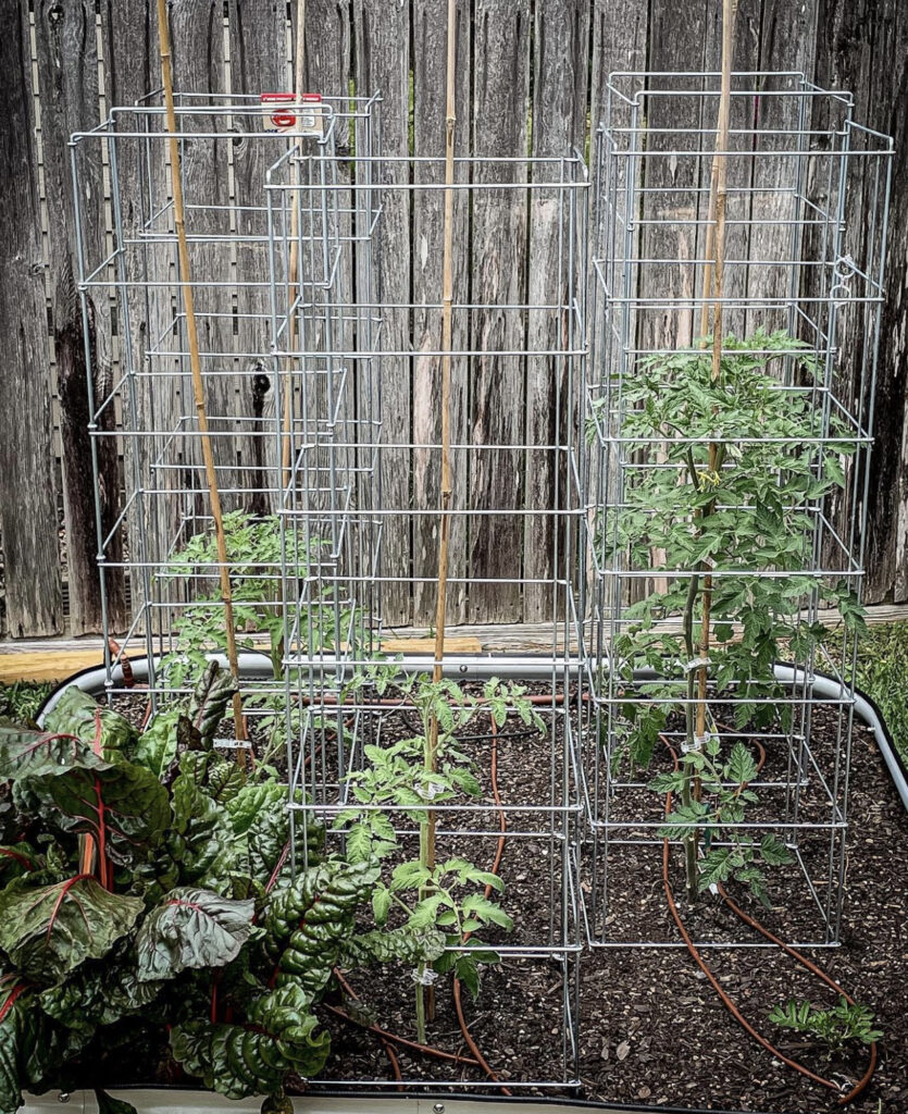 Tomato Garden Ideas 