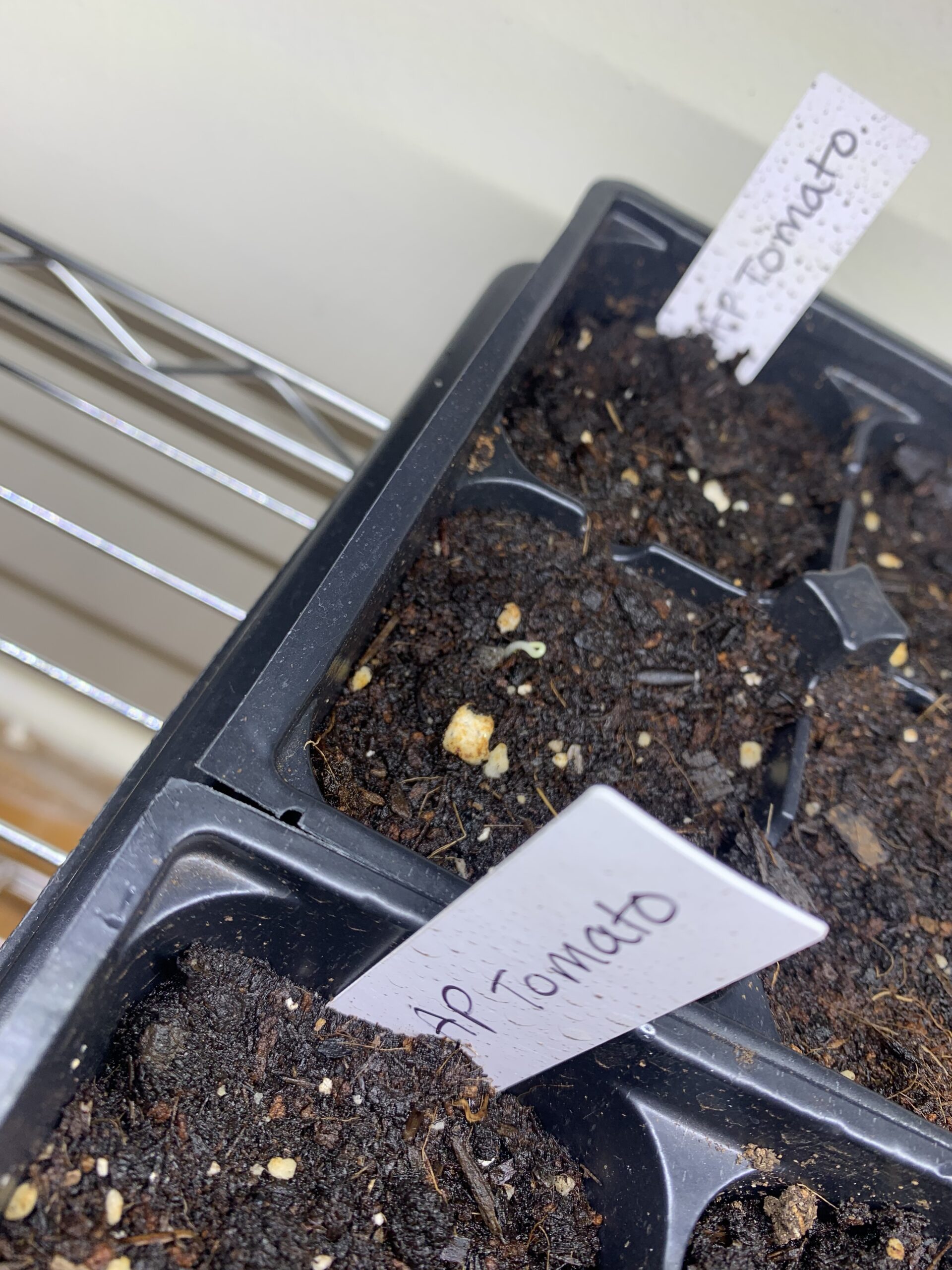 Guide to Starting Tomato Seeds Indoors - PunkMed