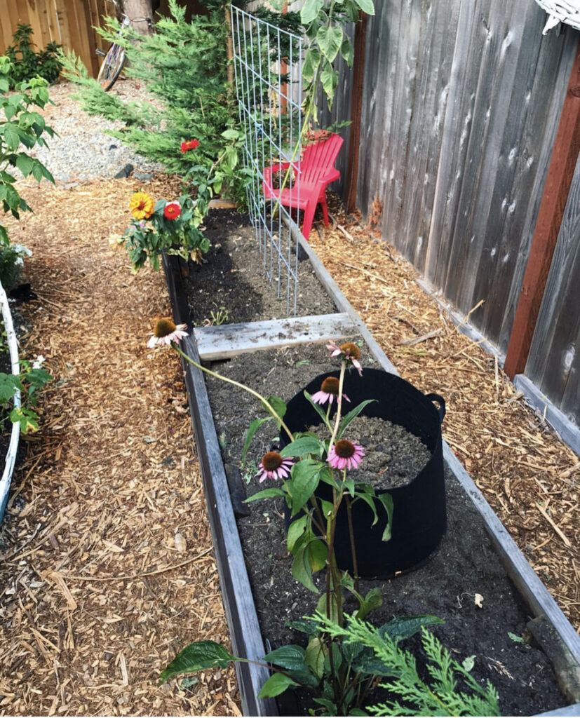 Fall Vegetable Garden Ideas - Replanting