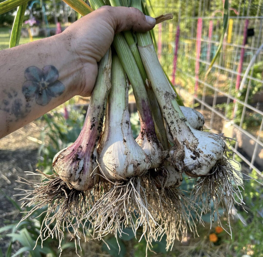 Fall Vegetable Garden Ideas - Planting Garlic