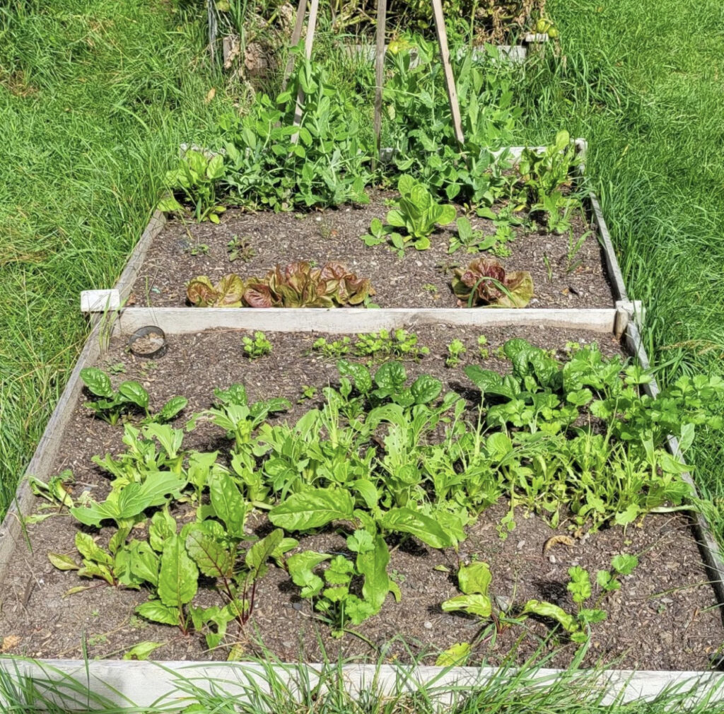 Fall Vegetable Garden Ideas