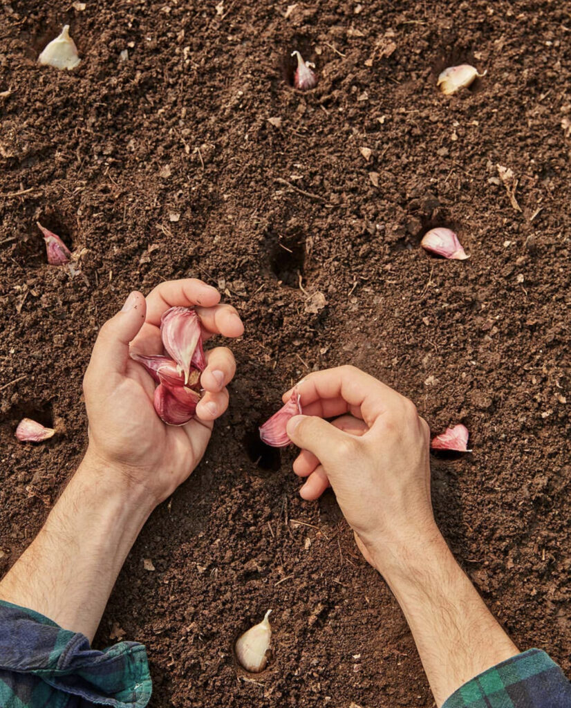 Fall Vegetable Garden Ideas