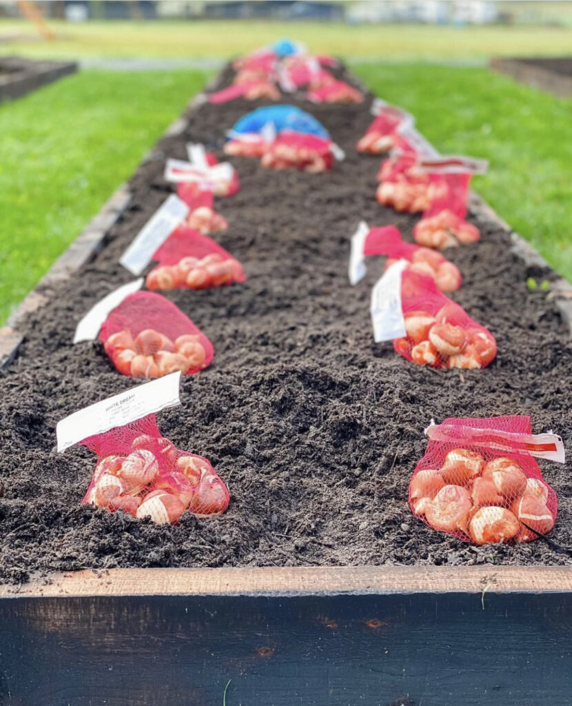 Fall Vegetable Garden Ideas - Flower Bulbs