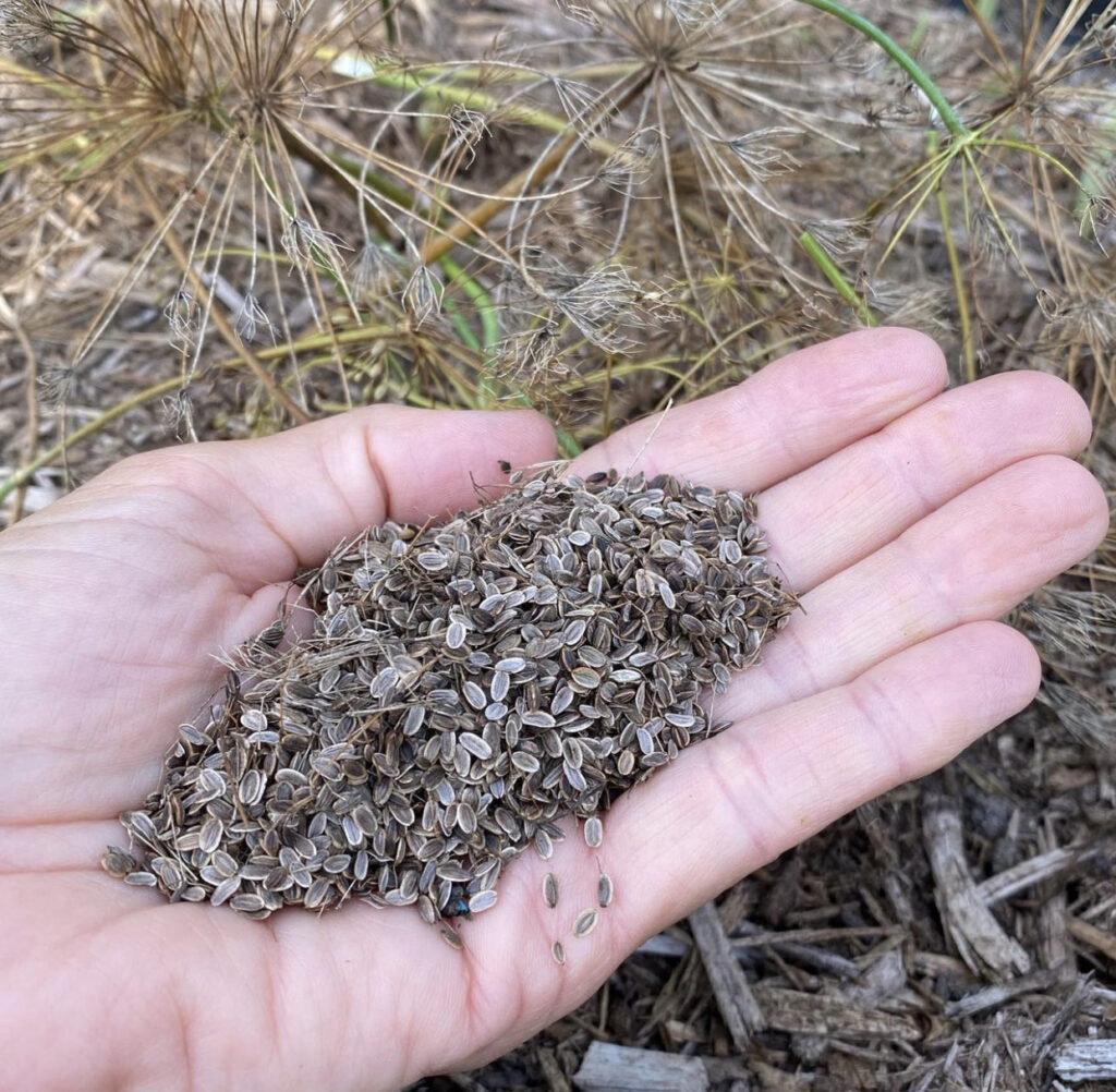 Save Seeds  - Dill Seeds in Hand