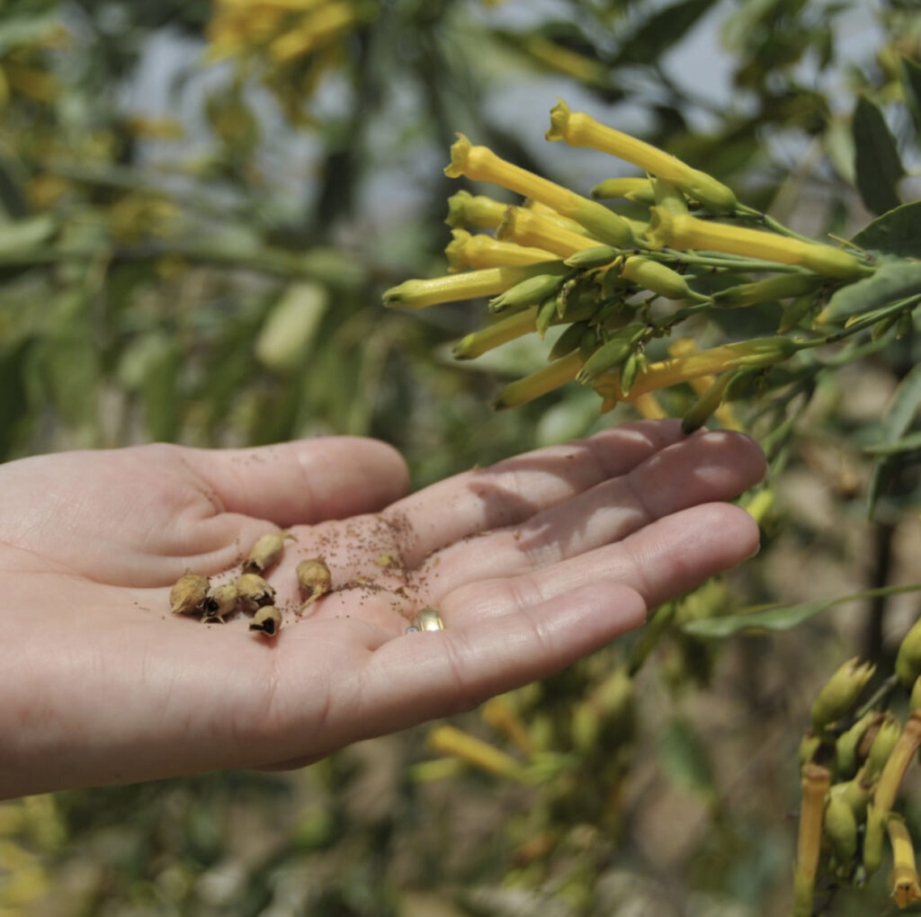 Save Seeds - Hand with Seeds Next to Plant