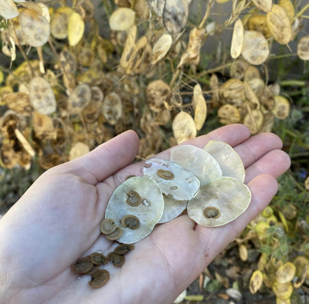 Save seeds - Holding Seeds in Hand