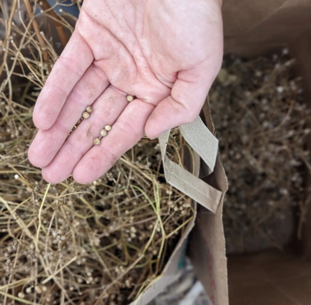 Saving Seeds - Seeds in Hand