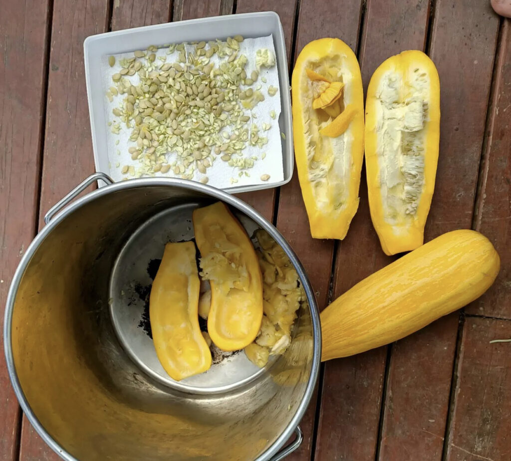 Saving Seeds - Yelow Golden Zucchini