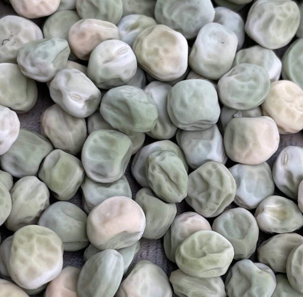Saving Seeds - Dried Sweet Peas