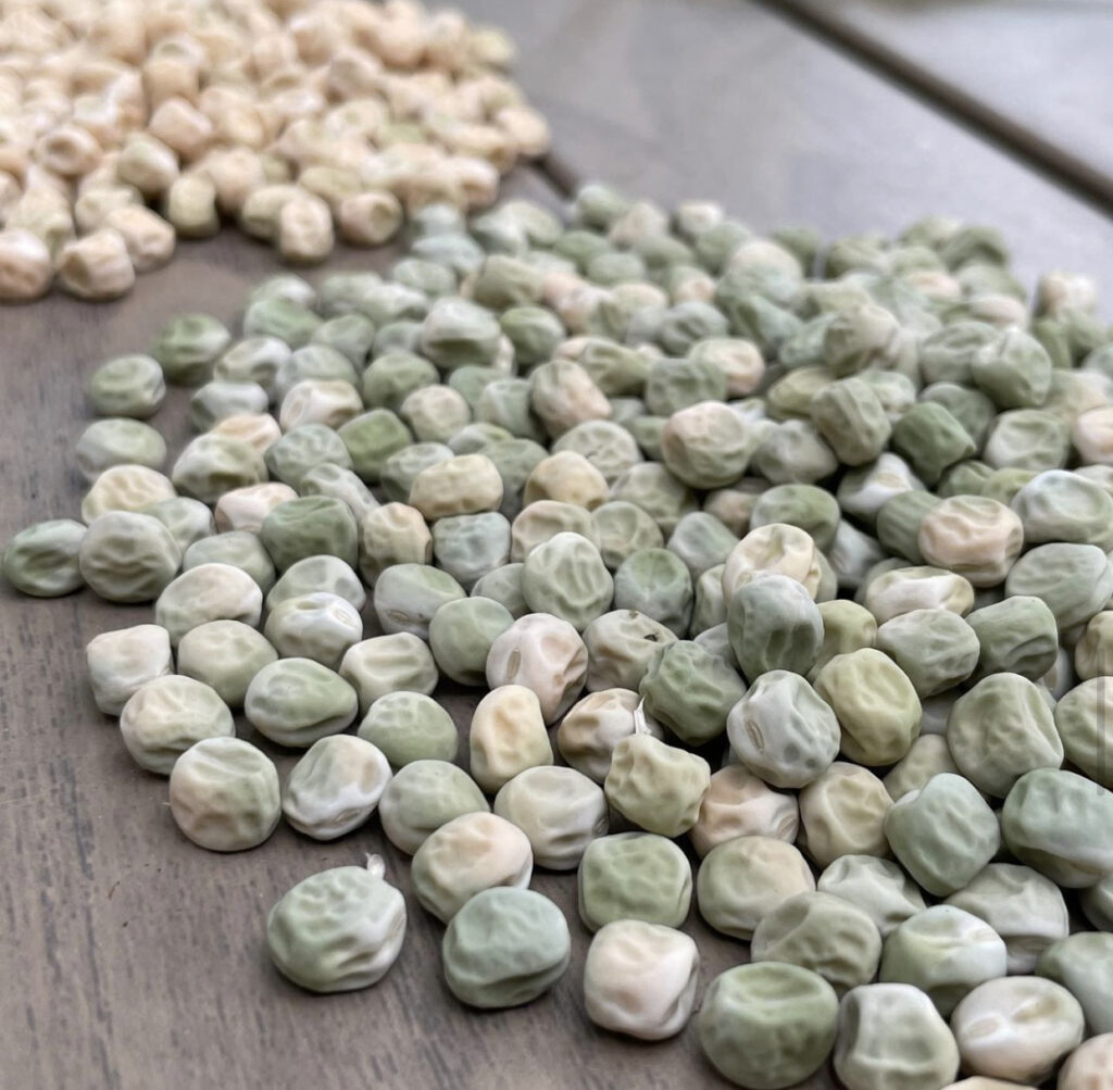 Saving Seeds - Dried Sweet Peas
