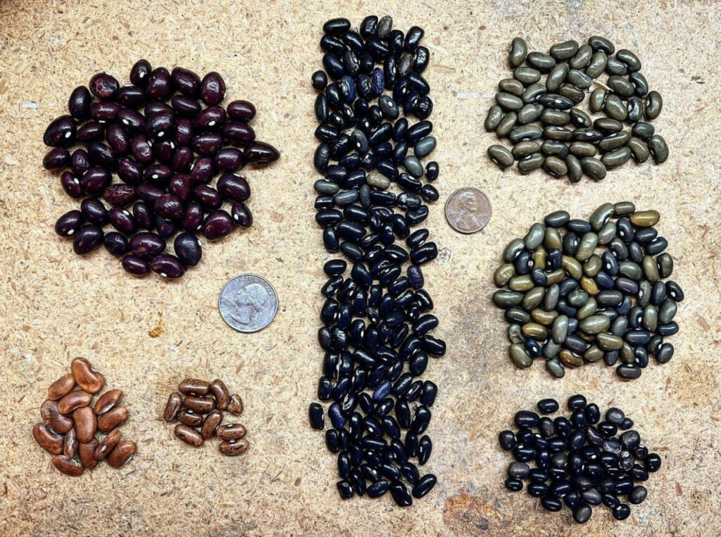 Saving Seeds - Bean Varieties in Piles