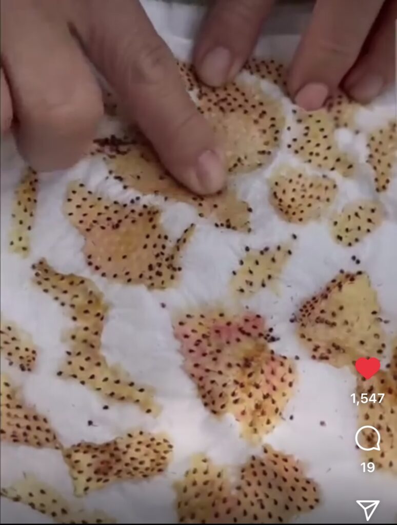 Save Seeds  - Dried  Strawberry Fruit on Paper Towel