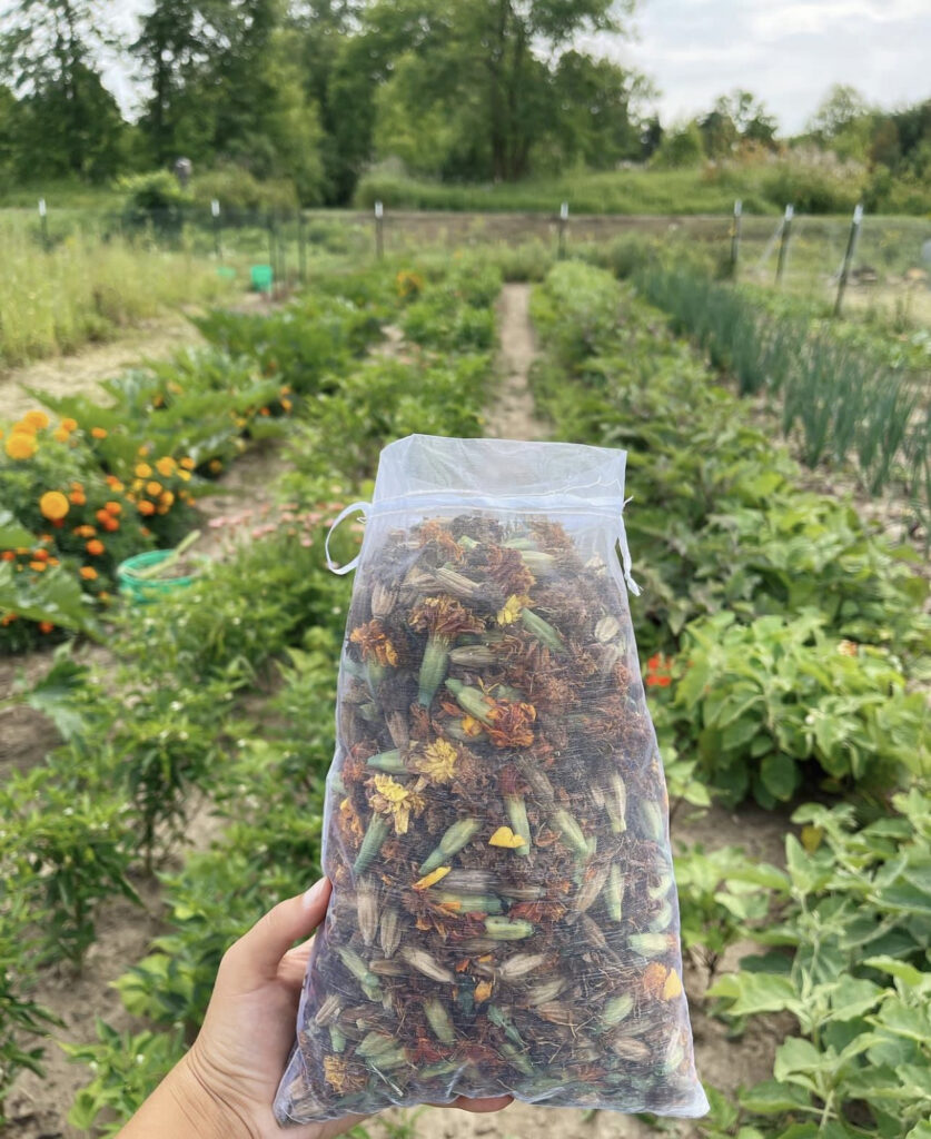 Save Seeds  - Marigold Flower Seeds in Bag in Front of Field