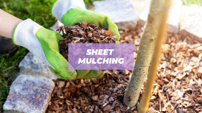 sheet mulching
