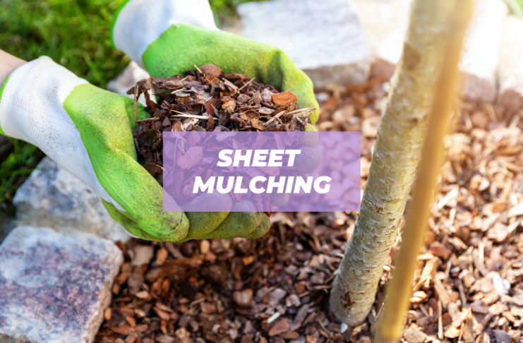 sheet mulching