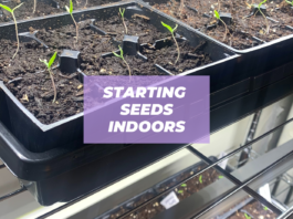 starting seeds indoors