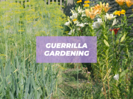 guerrilla gardening ideas