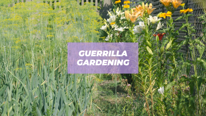 guerrilla gardening ideas