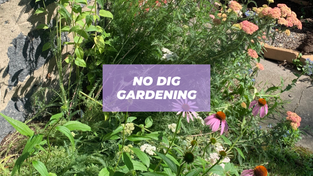 Ultimate Guide to No Dig Gardening - PunkMed