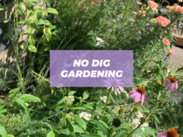 how to start a no dig garden