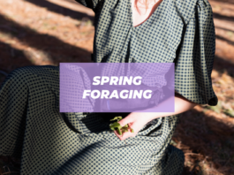 spring foraging guide