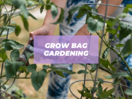 grow bag gardening ideas