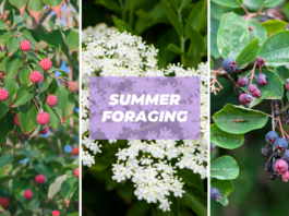 what to forage summer