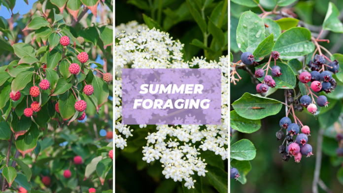 what to forage summer