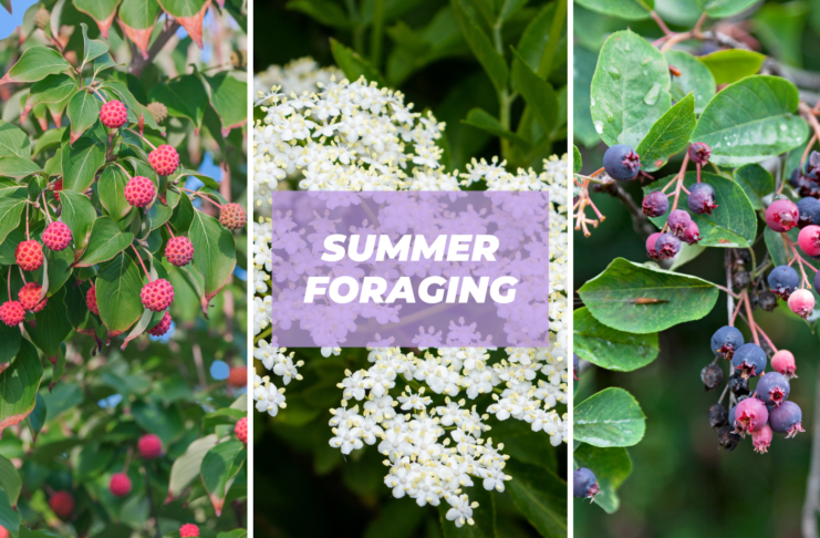 what to forage summer