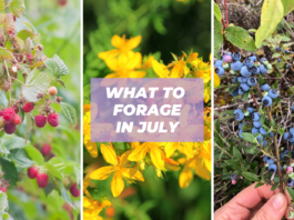 what to forage in summer