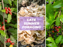 late summer foraging edible plants