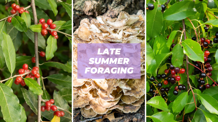 late summer foraging edible plants