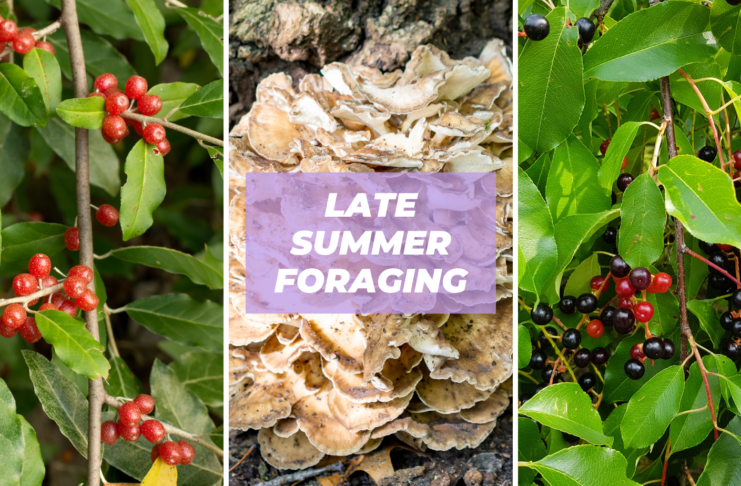 late summer foraging edible plants